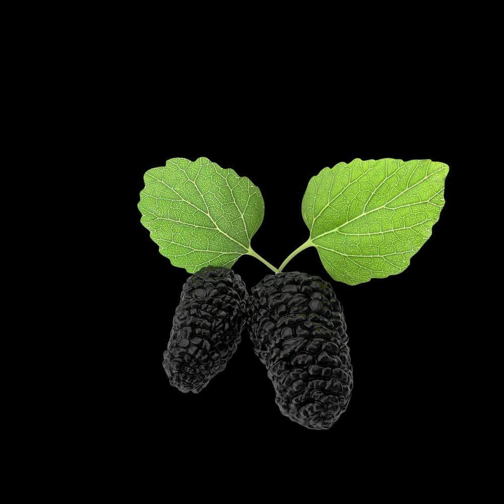 Mulberry